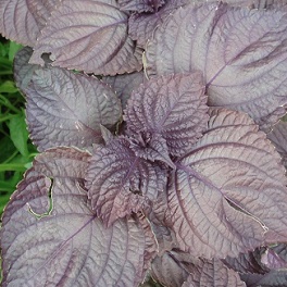 shiso pourpre
